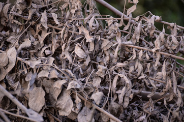 background of leaves