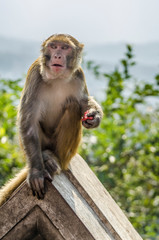 Monkey at Swayambhunath Stupa, Kathmandu, Nepal