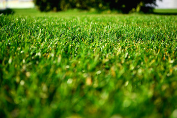 green grass