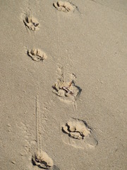 Footprints of a dog in the sand.