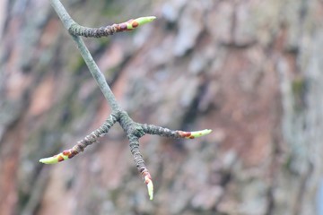 The opened buds