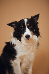 Dog border collie in studio, senior dog cute