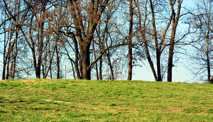 Obraz premium Forest with green glass