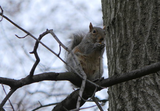 Eichh&ouml;rnchen Eichkatze