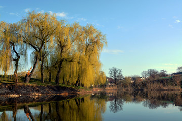 Fototapeta premium Trees bloom in spring