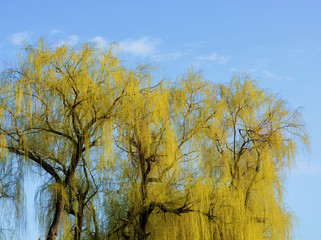 Fototapeta premium Green trees in spring