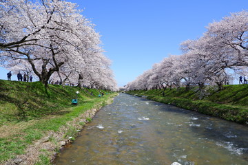 船川べりの桜