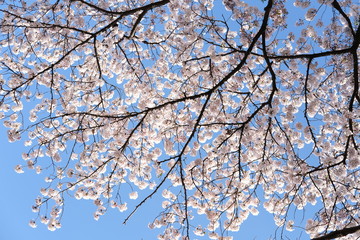cherry blossom