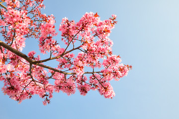 Kirschblüten Baum Frühling