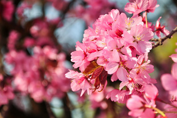 Rosa Kirschblüten Frühling 