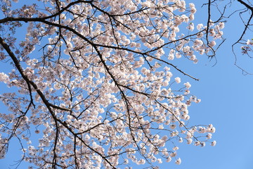 cherry blossom