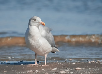 Möwe am Ostseestrand