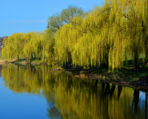 Fototapeta na wymiar Yellow spring with beautiful trees and river