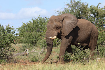 Fototapeta premium Afrikanischer Elefant / African elephant / Loxodonta africana