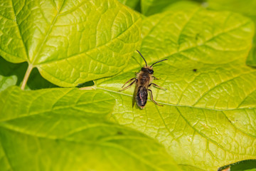 Mining Bee on Leaf in Springtime