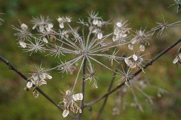 closeup of a flower head