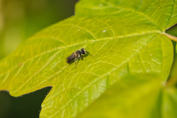 Mining Bee on Leaf in Springtime