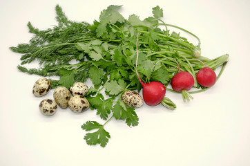 Spring cilantro with fresh quail eggs, dill and round red radish on a white background