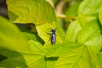 Mining Bee on Leaf in Springtime