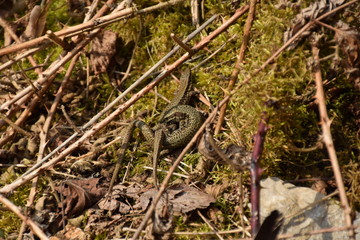 lizard in forest