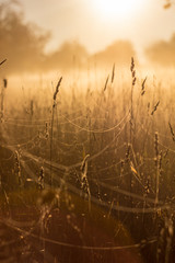 cobweb in the grass at sunset