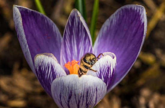 pszczoła miodna w kielichu kwiatu