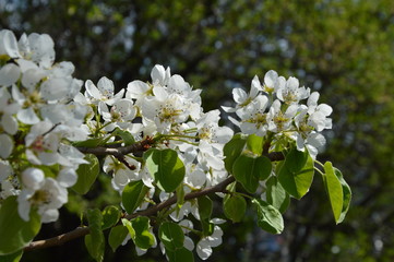 blooming apple tree