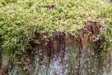 Green moss growing on a tree stump in the Sussex countryside