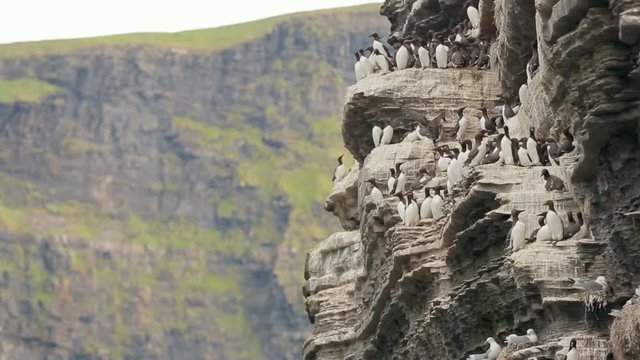CLIFFS OF MOHER, IRELAND. Dark brown and white seabirds nesting on the rocky outcrop. Guillemots during the breeding season