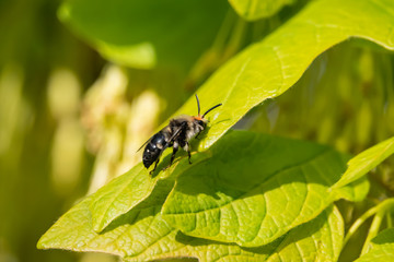 Mourning Bee on Leaf in Springtime