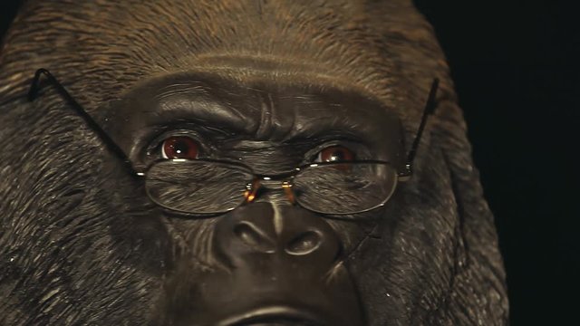 gorilla head glasses dark background hd footage 