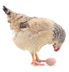 White hen and egg isolated.