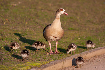 Nilgansküken mit ihrer Nilgansmutter im Morgenlicht beim Frühstück im Park