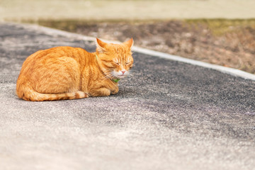 Fototapeta na wymiar cat lying on the asphalt