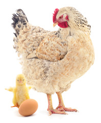 Brown hen, chicken  and egg isolated.