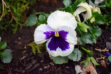Beautiful Flower