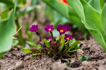 Primula spring flowers, flowers in the garden.