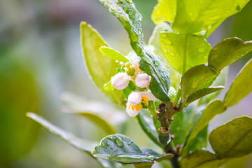 Close up of cluster of white tiny flowers of Kaffir lime (Citrus hystrix) with vegetation background.