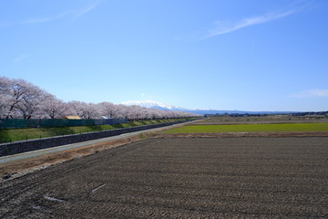 船川べりの桜