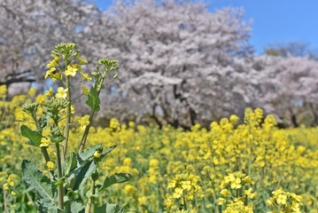 Obraz premium 菜の花と桜