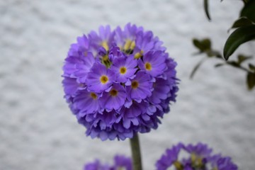 Obraz premium Beautiful Flower