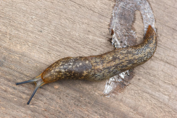 The garden pest, big slug (Arion lusitanicus)