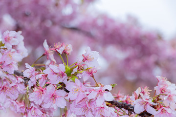 Fototapeta premium 桜の花