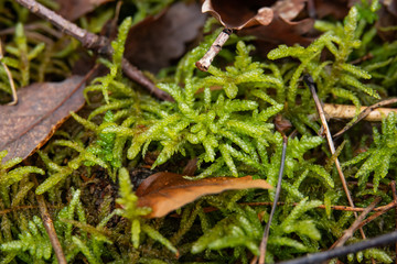 Neat Feathermoss in Winter