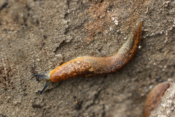 The garden pest, big slug (Arion lusitanicus)