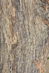 Old tree trunk