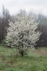 Fototapeta premium Plum tree with white flowers in nature at morning dusk.