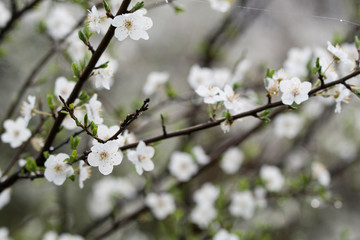 Close-up of white plum flowers with morning hoarfrost.