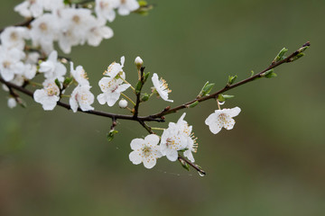 Close-up of white plum flowers with morning hoarfrost.