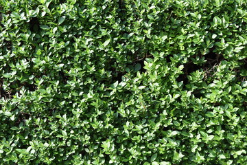 Fototapeta na wymiar Bush leaves texture and background